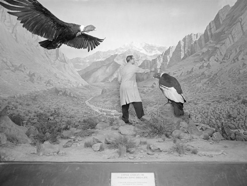 Ein Angestellter des American Museum of Natural History bei Arbeiten an dem Condor-Diorama im Jahr 1963